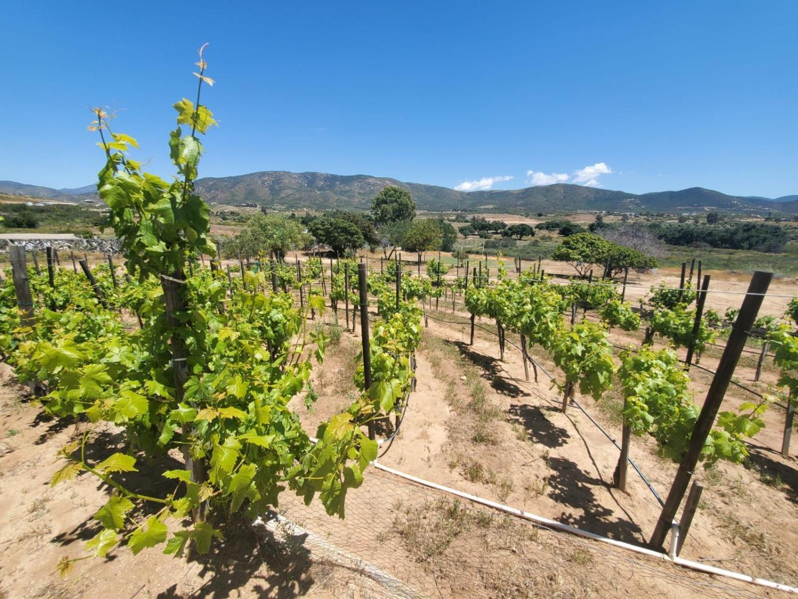 Finca Selah Ensenada Eksteriør bilde